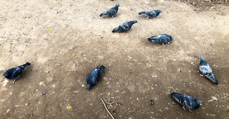 pigeons peck grain on the ground