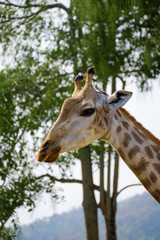 Portrait of giraffe with tree background