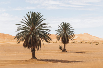 Beautiful desert landscape with sand dunes and two palm trees. Travel in Morocco, Sahara, Merzouga....