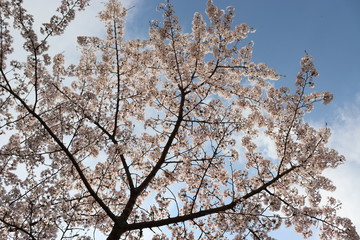 日本　桜　綺麗