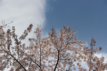 日本　桜　綺麗