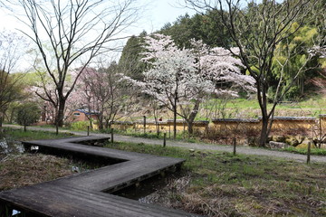 日本の桜の咲く公園