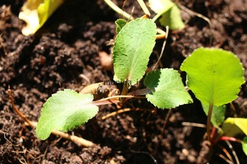 mikołajek płaskolistny Eryngium planum