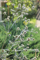 mikołajek płaskolistny Eryngium planum