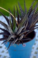 close up of a cactus