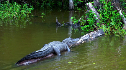 Alligator lying in the swamps