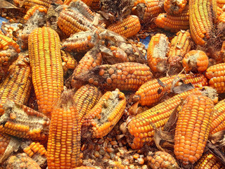 corn rot,The fungi A. flavus and A. parasiticus producer of mycotoxin in corn used for food and animal feed in storage.