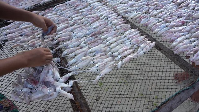 Thai woman puts fresh squid for drying in the sun on the island of Koh Phangan, Thailand, close up