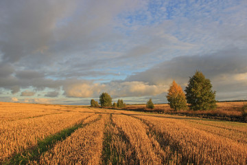 Fototapeta premium A mown wheat field in the sun and sparse trees along it against a cloudy sky.