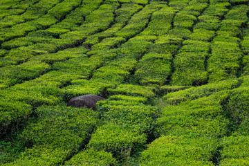 green tea plantation Vietnam Asia