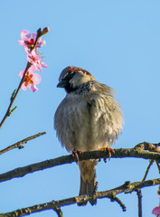 Portrait of russet sparrow bird sitting on perch of tree with spring flowers