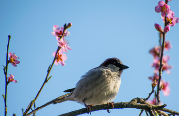 Portrait of russet sparrow bird sitting on perch of tree with spring flowers