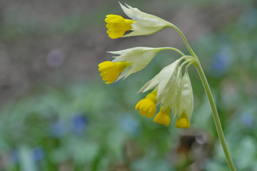 The plant name is Primula Macrocalyx. Primula has about 500 species in traditional treatments, and more if certain related genera are included within its circumscription.