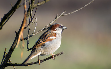 House sparrow perched on a tree branch.