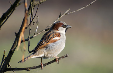 House sparrow perched on a tree branch.