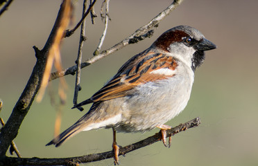 House sparrow perched on a tree branch.