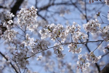 美しい桜