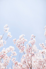桜と空