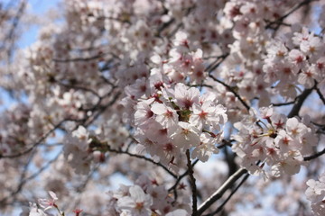 Obraz premium 桜 背景