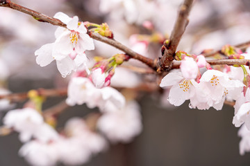 Obraz premium 山梨県 勝沼ぶどう郷の甚六桜