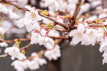 山梨県 勝沼ぶどう郷の甚六桜