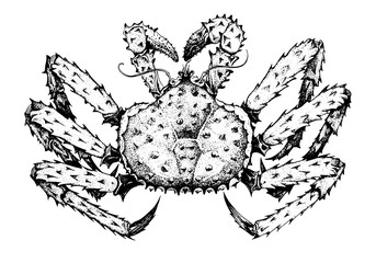 King crab. Kamchatka crab. Seafood, a set of templates for menu design, packaging, restaurants and catering. Hand drawn images