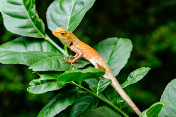 lizard on a branch