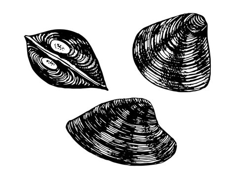 Corbicula Mollusca. Seafood, a set of templates for menu design, packaging, restaurants and catering. Hand drawn images