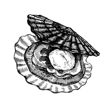 Scallop, open shell with clam. Seafood, a set of templates for menu design, packaging, restaurants and catering. Hand drawn images