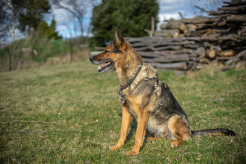 Deutscher Schäferhund
