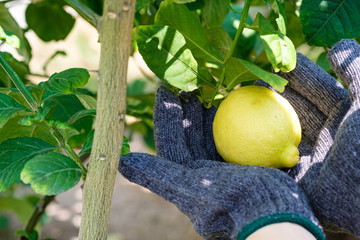 Lemons that are caught gently