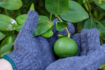 Lime that are caught gently