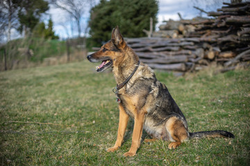 Deutscher Schäferhund