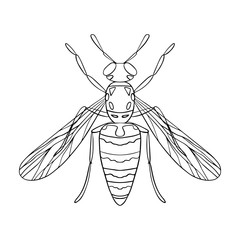 Wasp black and white illustration isolated on white