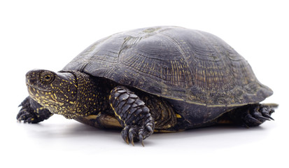 Wild black turtle.