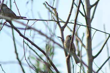sparrow of south america on branch