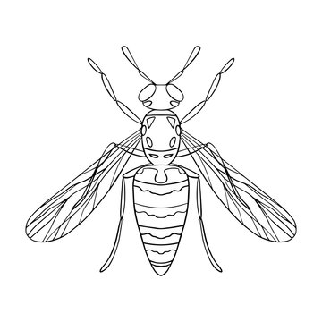 Wasp black and white illustration isolated on white