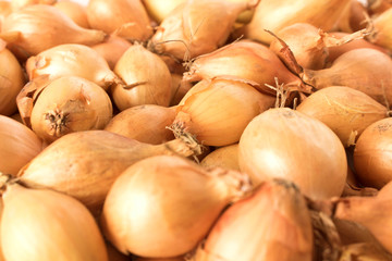 Onion for sowing. Close up. Selective focus.