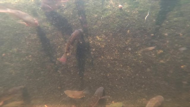 Nile tilapia fish eat algae on the wall in the water