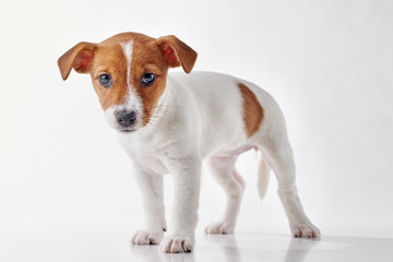 Jack Russel terrier puppy dog on the white background