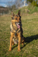 Deutscher Schäferhund