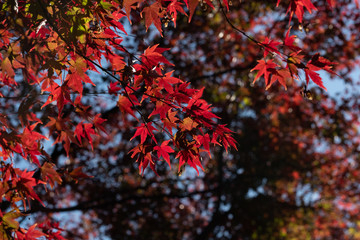 秋の紅葉
