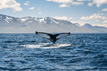 Whale diving on the Iceland coast near Husavik - obrazy, fototapety, plakaty