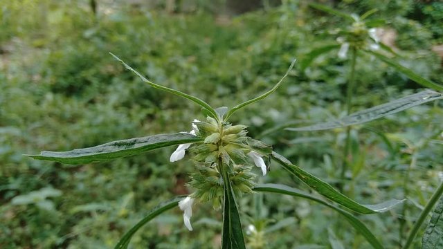 Borreria sp. This plant includes weeds and is easily found in fields, such as fields in Indonesia. This plant has white flowers. Beetles love this plant.