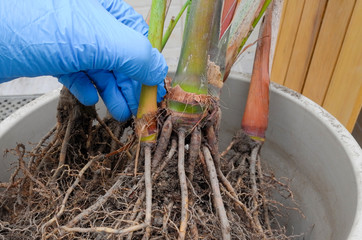 Obraz premium Areca palm repotting. Indoor house plant repotting. Indoor plant care in a small apartment. Entangled root separation. A man shows areca palm roots.
