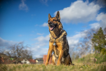 Deutscher Sch&auml;ferhund