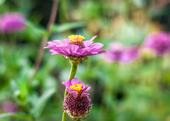 flowers in the garden near the house