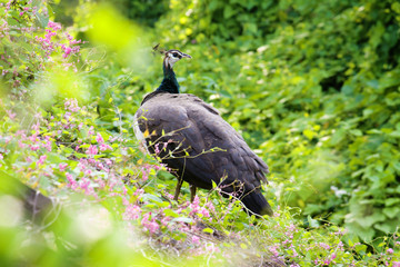 peacock in the bushy
