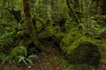 Lake Gunn Nature Walk in Fiordland National Park in Southland on South Island of New Zealand
