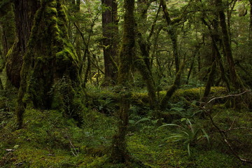 Lake Gunn Nature Walk in Fiordland National Park in Southland on South Island of New Zealand
